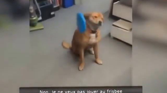 Видео Подборка Приколов с Животными 55 Кошки Собаки Смешные Животные 2014 смотреть онлайн