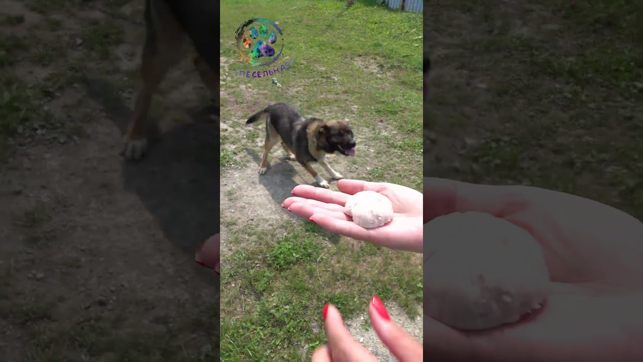 Таблетка в колбасе!!! #shorts смотреть онлайн
