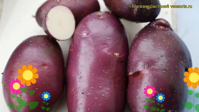 Картофель семенной Василек. Краткий обзор, описание характеристик, где купить картофель смотреть онлайн