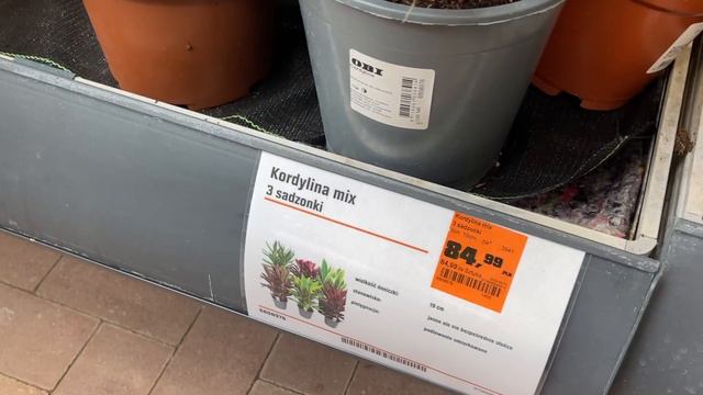 Rośliny kolekcjonerskie w OBI - nie spodziewałem się takich roślin w markecie😱 смотреть онлайн