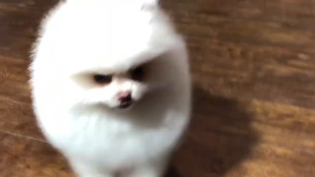 Померанский карликовый шпиц! Girl Pomeranian! смотреть онлайн