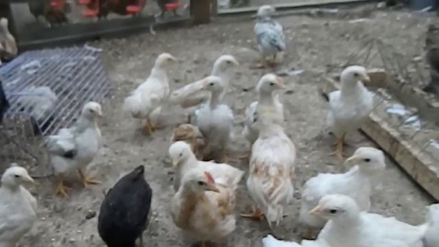 содержание и разведение кур. цыплята 2 месяца. смотреть онлайн