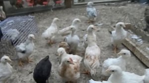 содержание и разведение кур. цыплята 2 месяца.