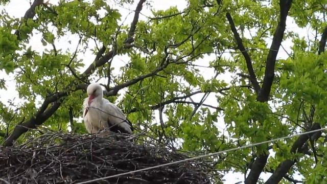 Главный бусел на деревне! Тhe main bird of Belarus. смотреть онлайн