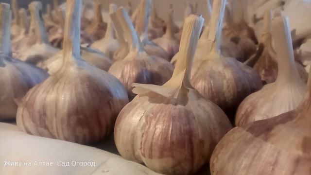 Озимый чеснок. Когда сажаю и после каких культур. смотреть онлайн