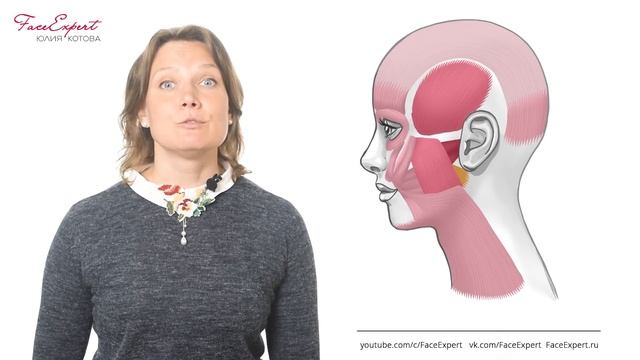 Они виновны в старении всех зон лица. Жевательные мышцы. смотреть онлайн
