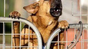 Как лают собаки