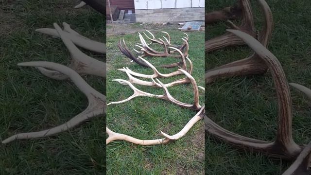 рога оленя. смотреть онлайн