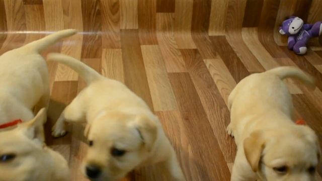палевые щенки лабрадора 7 смотреть онлайн