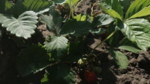 Клубника ЮНИЯ СМАЙДС (2-й год)