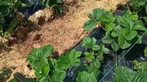 Сирия клубника, обзор сорта