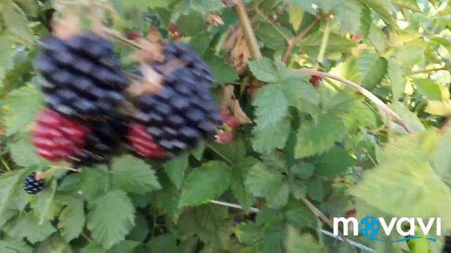 Ожина Лох Тей