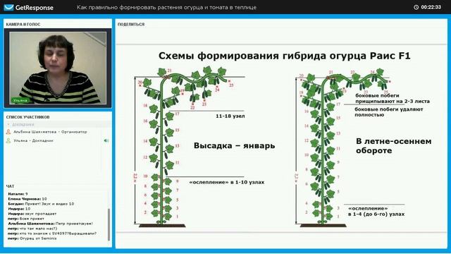 Технология выращивания огурца Раис смотреть онлайн