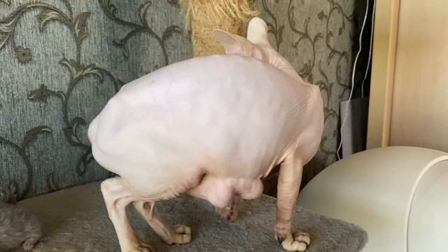 Will a cat adopt kittens that has lost her newborn kittens смотреть онлайн