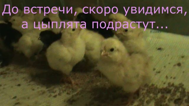 23. Дачный блог 14-19 июня 2020г. Цыплята с индюшатами, цветы распускаются. смотреть онлайн