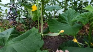 Огурцы. Сорта:Ухажёр, Шоша.