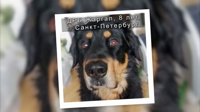 Бурят-монгольский волкодав|Хотошо - Эти глаза напротив смотреть онлайн