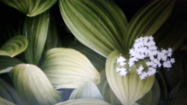 Чемерица белая: полезные свойства и противопоказания. смотреть онлайн