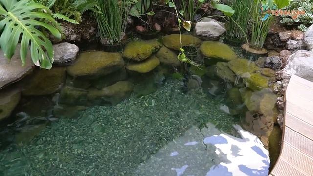 PERTAMAKALI MASUKIN PULUHAN KURA-KURA KE KOLAM BARU! смотреть онлайн