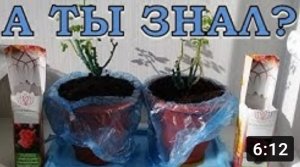 Как сохранить САЖЕНЦЫ РОЗ до посадки????