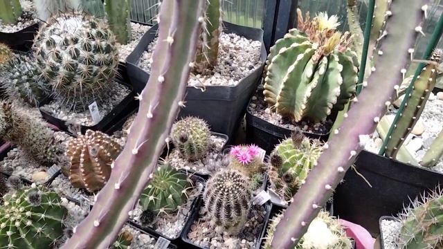 Виды цветущих кактусов. смотреть онлайн