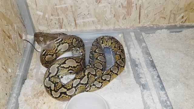 Reticulated python eating a rabbit (x5 speed) смотреть онлайн