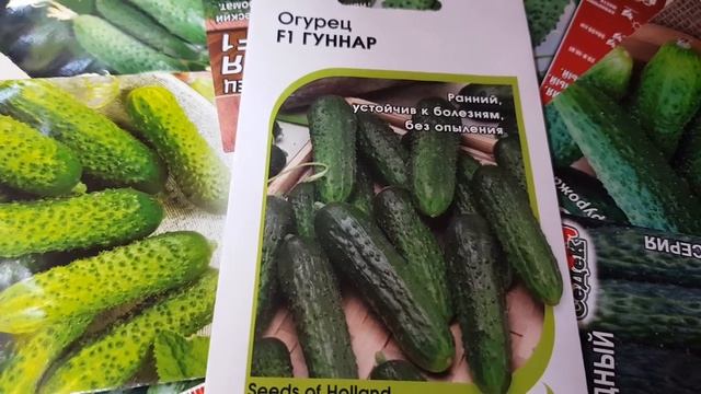 Огурец ГУННАР. 100% обеспечены урожаем! Семена Голландии. #3# смотреть онлайн