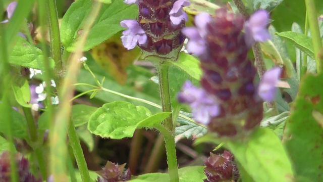 Кормление бабочки - удивительная работа оптики, фокуса и эффект Боке. смотреть онлайн