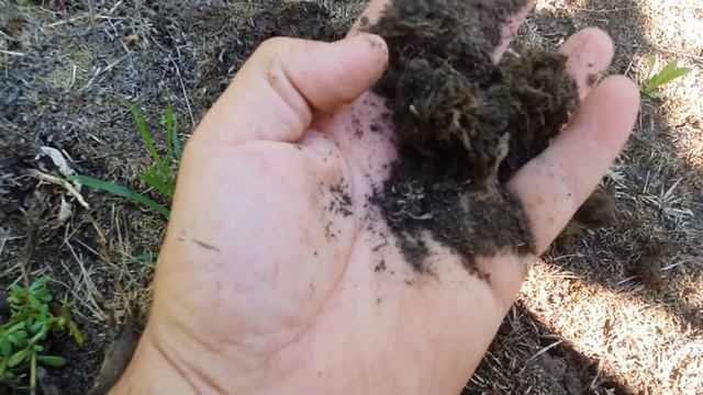 Подсолнечник на целине в жару 30 градусов!!! смотреть онлайн