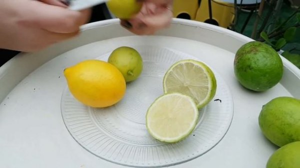 Лайм "Таити" (Tahiti, Persian, Bearss)