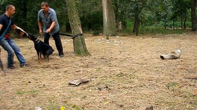 Обучение Добермана к Защите! смотреть онлайн