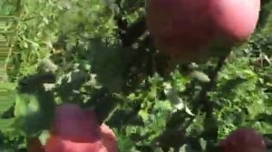 Сорт яблок Деличия