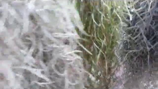 Tips: How to Care Spanish Moss ( Tillandsia Usneoides ) смотреть онлайн