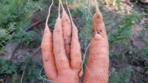 Почему вырастает кривая морковь. Рассмотрим причины
