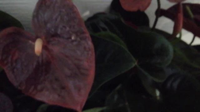 Антуриум. Редкий сорт ☝️Консонант ☝️? смотреть онлайн