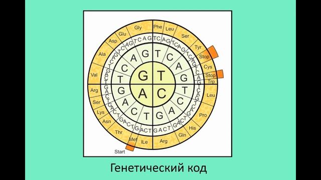 #3_Биохимия нуклеиновых кислот