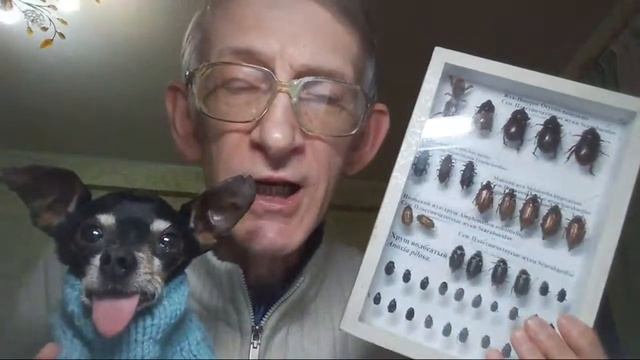 Private Entomological Collections and Scientific Collections: Why do Entomologists Collect Insects? смотреть онлайн