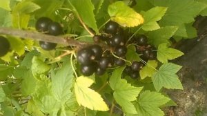 Аспирантская - уникальный по вкусу, размеру и урожайности новый сорт черной смородины