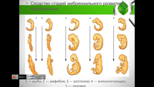 Биология: Место человека в живой природе. смотреть онлайн