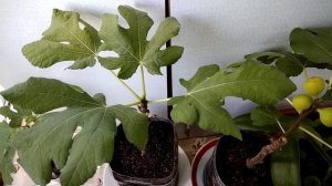 Инжир . Выращивание инжира в комнатных условиях из черенков .