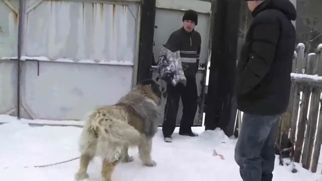 Дрессировка собак. Город Реж Свердловской области. Кавказская овчарка. Защита. Часть первая. смотреть онлайн