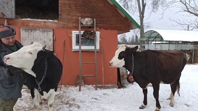 Наша жизнь в деревне с ХОЗЯЙСТВОМ/Коровы запылились/Курица несёт голубиные яйца/Заготовка дров! смотреть онлайн