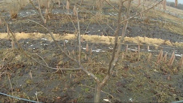 Фундуковий сад-маточник після обрізки!!! ✂️🌰🇺🇦 смотреть онлайн