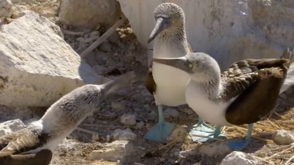 20 Strangest Animal Mating Behaviors in Nature