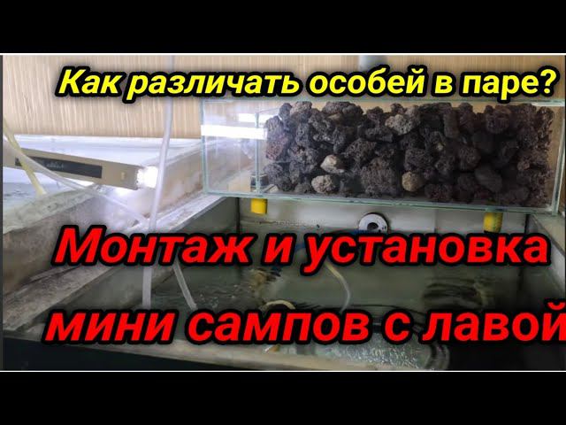 Запуск всех сампов и другое смотреть онлайн