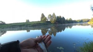 Рыбалка на фидер на реке Протва. Рыбалка в жару с ночевкой. Подлещик, плотва, сомик.