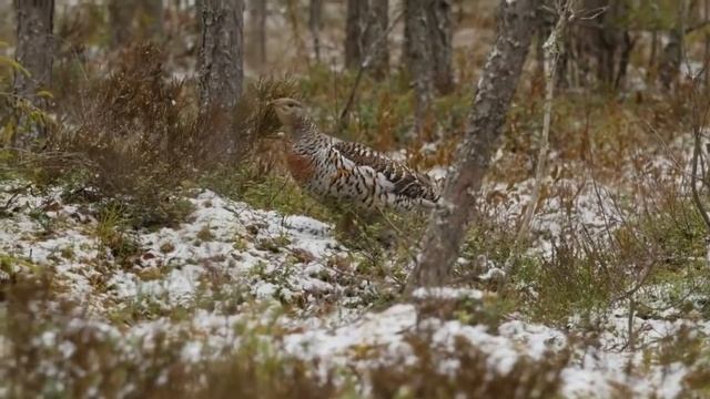 Капалуха самка глухаря смотреть онлайн