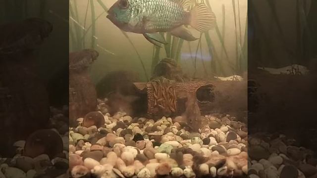 Нанакара, аква , аквариум, рыба, рыбки смотреть онлайн