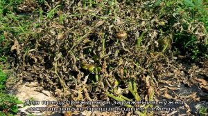 Болезни рассады томатов