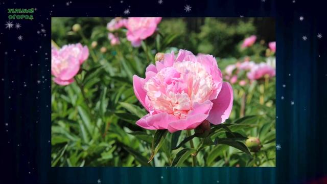 ПОЗДРАВЛЯЕМ С НОВЫМ ГОДОМ ВСЕХ САДОВОДОВ И ОГОРОДНИКОВ! смотреть онлайн